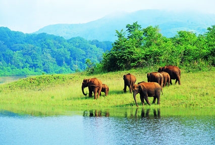 Periyar Tour with Treehouse